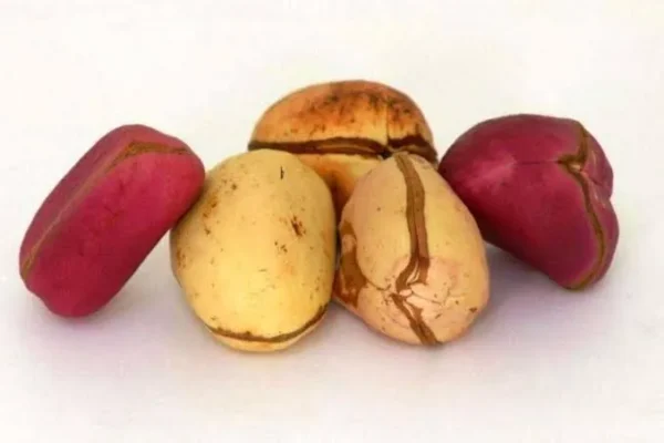 Kola nuts