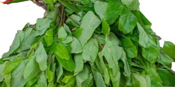 Fresh Oha leaves