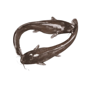 Wholesale Frozen Catfish Whole Gutted 1000g+ 10kg Box