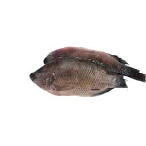 Wholesale Frozen Tilapia Whole Gutted 500-800g 5kg Pack (2x2.5kg)