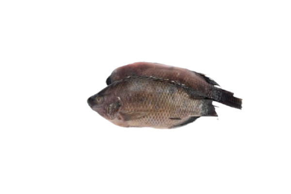 Wholesale Frozen Tilapia Whole Gutted 300-500g 5kg Pack (2x2.5kg)