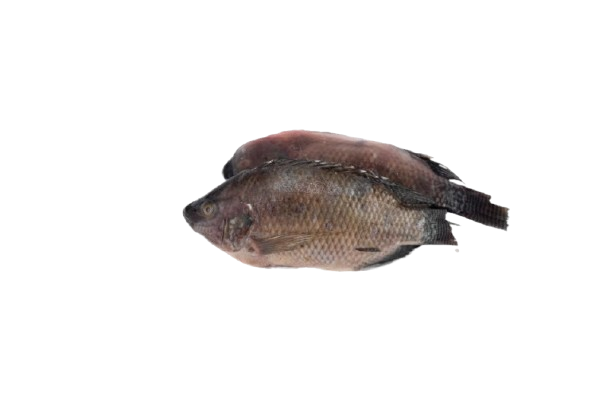 Wholesale Frozen Tilapia Whole Gutted 300-500g 5kg Pack (2x2.5kg) - Image 1