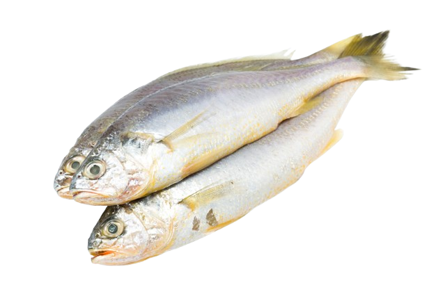 Wholesale Frozen Yellow Croaker 400-800g 6kg Pack (2x3kg) - Image 1