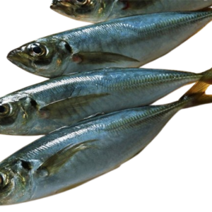 Frozen Horse Mackerel 20kg Box