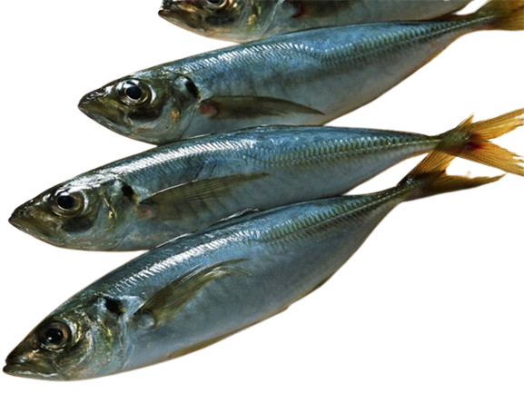 Frozen Horse Mackerel 20kg Box - Wholesale