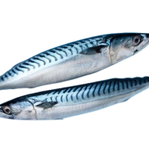 Wholesale Fresh Frozen Irish Mackerel 20kg Box