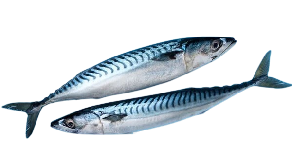 Fresh Frozen Irish Mackerel 5kg Pack